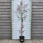 Breza previsnutá (Betula pendula) ´ROYAL FROST´ - výška 170-190 cm, kont. C10L